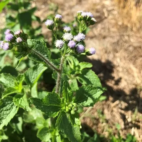 thumbnail for publication: Biology and Management of Tropical Whiteweed (Ageratum conyzoides) in Citrus Groves